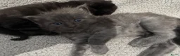 Mixed Breed cats for sale: Domestic short hair x ragdoll - Advert 12