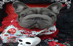 French Bulldog dogs for stud:  Elite Micro  Blue Frenchie Stud - Image 4