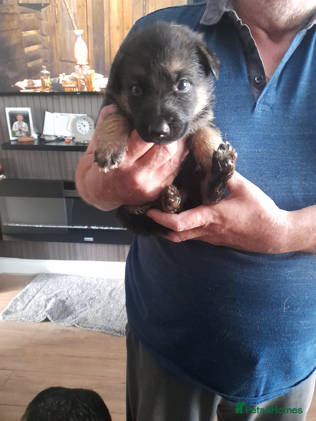 German Shepherd dogs for sale: Beautiful German shepherd pups - Image 14