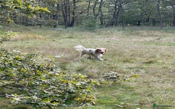 Sprocker dogs for sale: Lemon Roan Female Sprocker Spaniel 3 years old  - Image 3