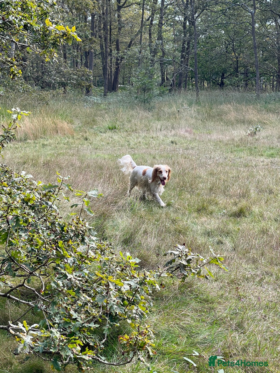 Sprocker dogs for sale: Lemon Roan Female Sprocker Spaniel 3 years old  - Image 3