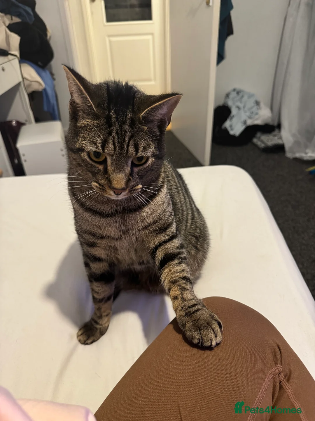 Egyptian Mau cats for sale: Cat for free  - Advert 3