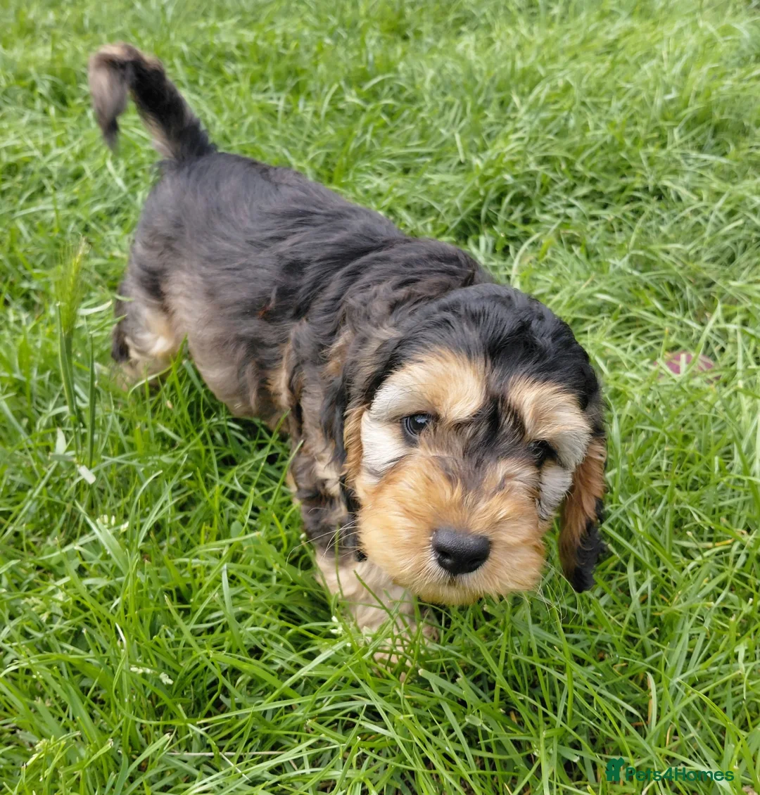 Cavapoo dogs for sale: Brilliant Cockalier-a-Poo Puppies – Ready Soon! - Advert 14