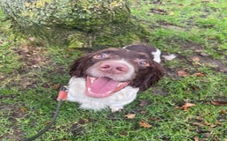 English Springer Spaniel dogs for stud: Working Springer Bineswych Billy (Monty) for Stud - Advert 3