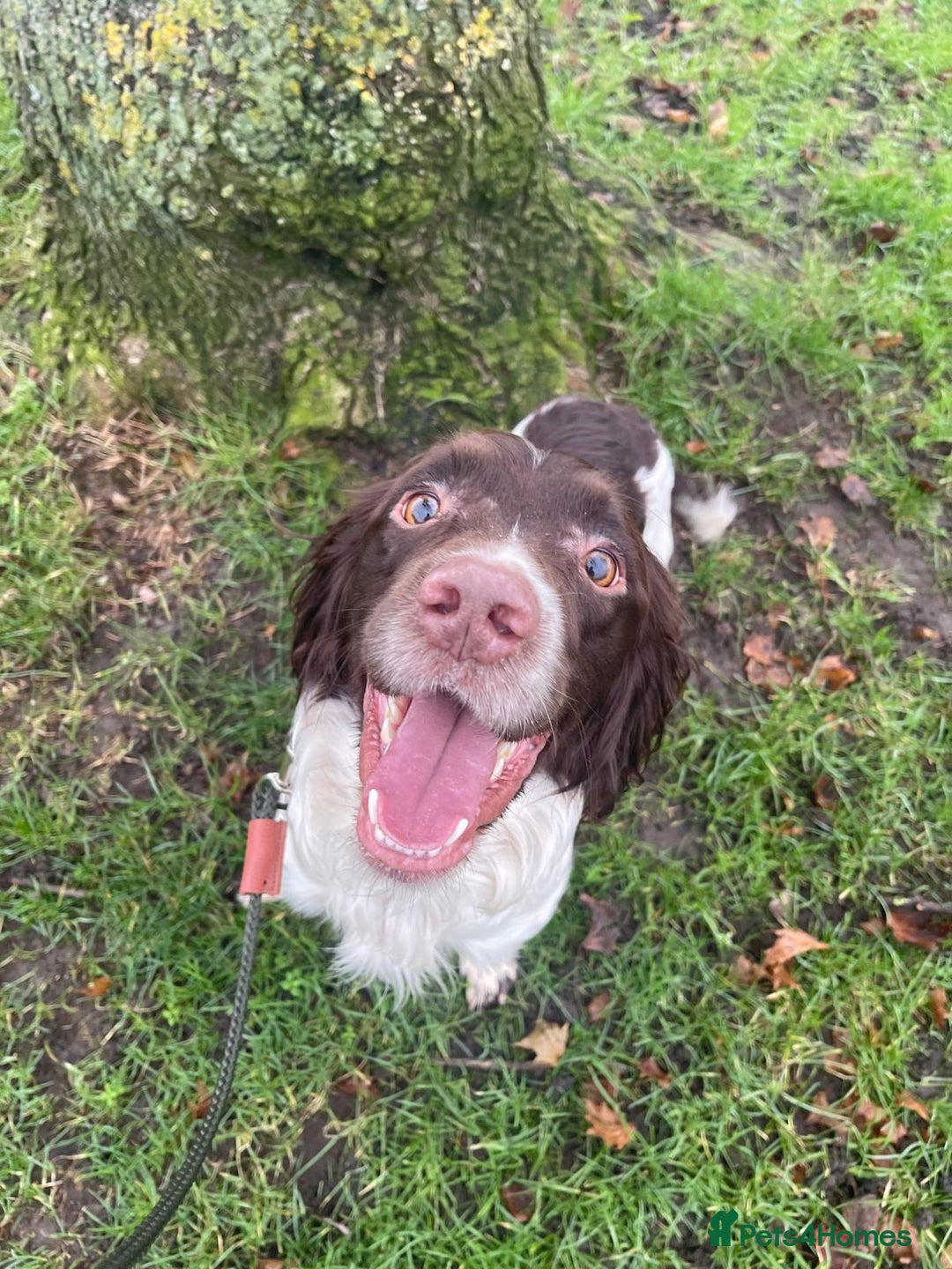English Springer Spaniel dogs for stud: Working Springer Bineswych Billy (Monty) for Stud - Advert 3