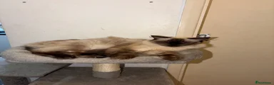 Ragdoll 1
