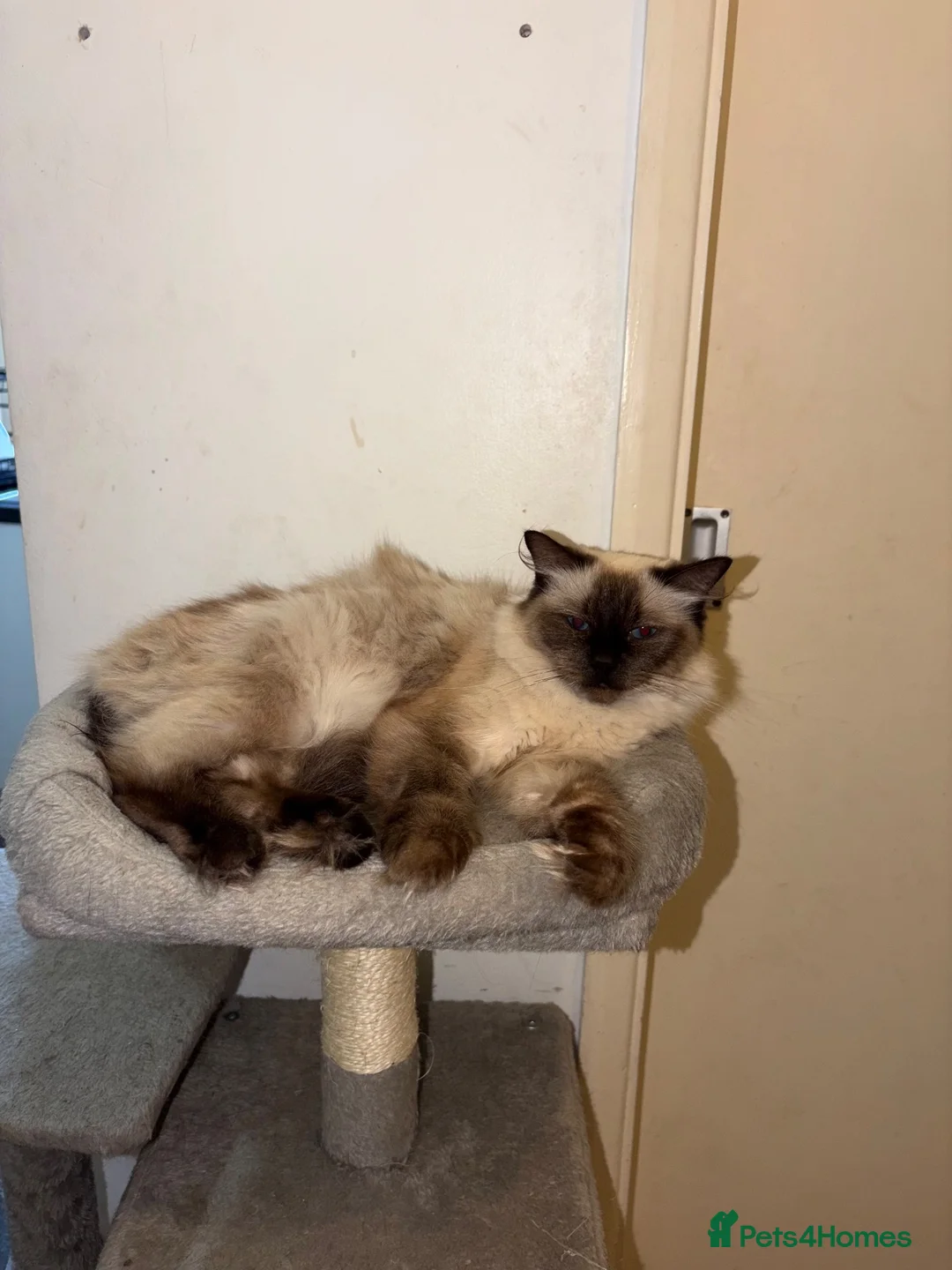 Ragdoll cats for sale: Rosee - Advert 2
