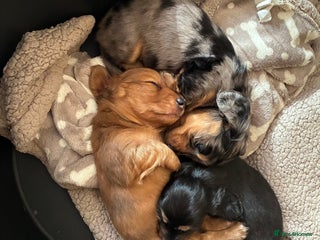 Dachshund dogs - Advert 1