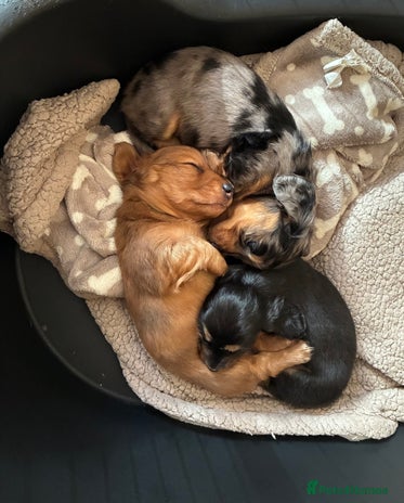 Dachshund dogs - Advert 1