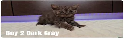 Scottish Fold cats for sale: Scottish Fold & Scottish Straight Kittens  🐾 - Advert 8