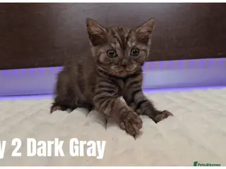 Scottish Fold cats Scottish Fold & Scottish Straight Kittens 🐾 - Advert 3