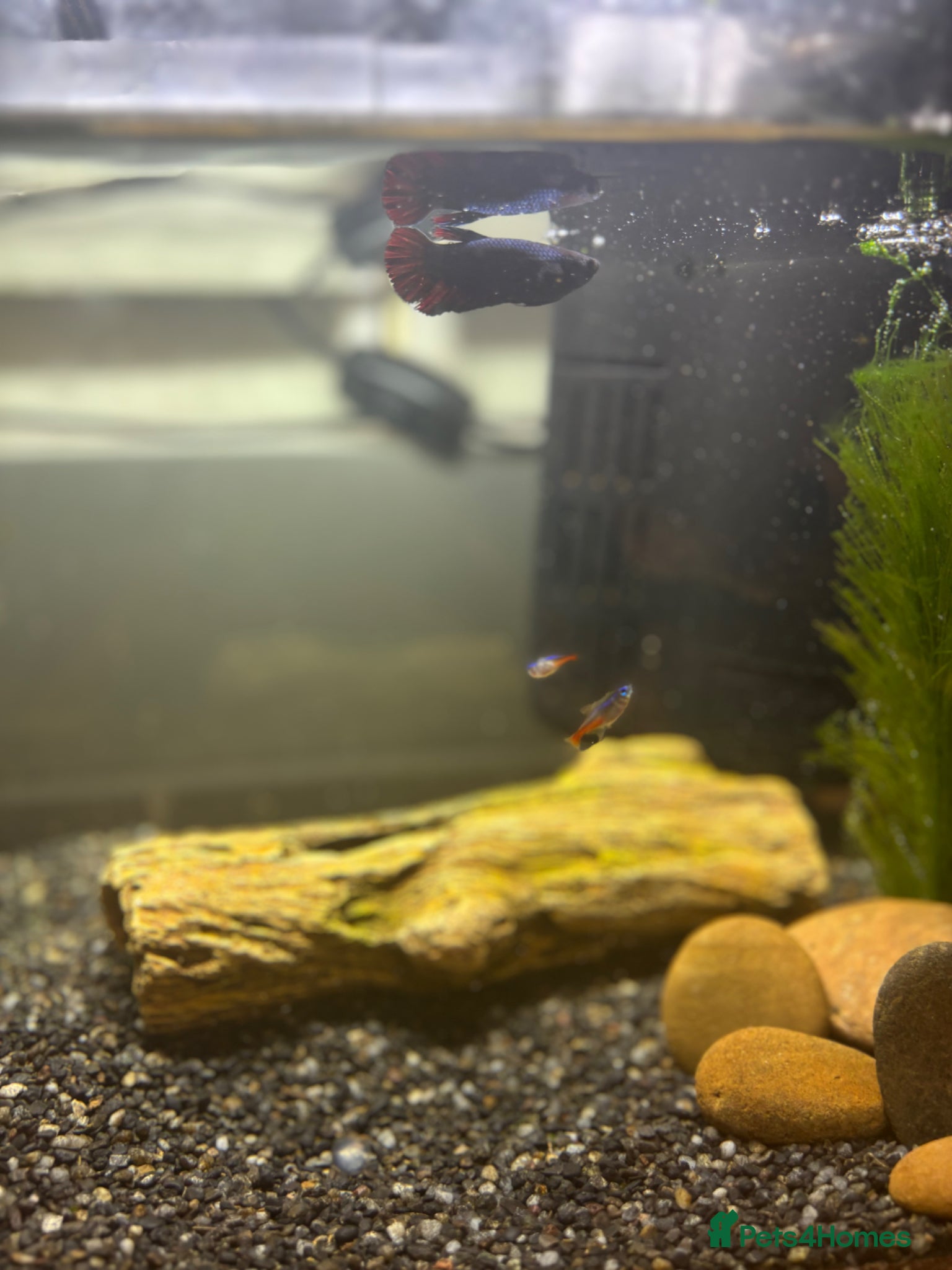 Bettas fish for sale: 3 bettas, 5 neon tetras, one clown pleco - Advert 6