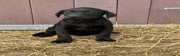 Labrador Retriever dogs for sale: OUTSTANDING LITTER OF BLACK & YELLOW PUPPIES - Advert 16
