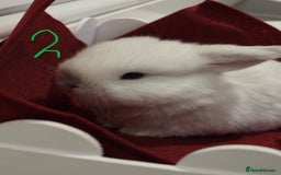 Mini Lop rabbits for sale: Adorable Purebred Baby Mini Lops - Image 15