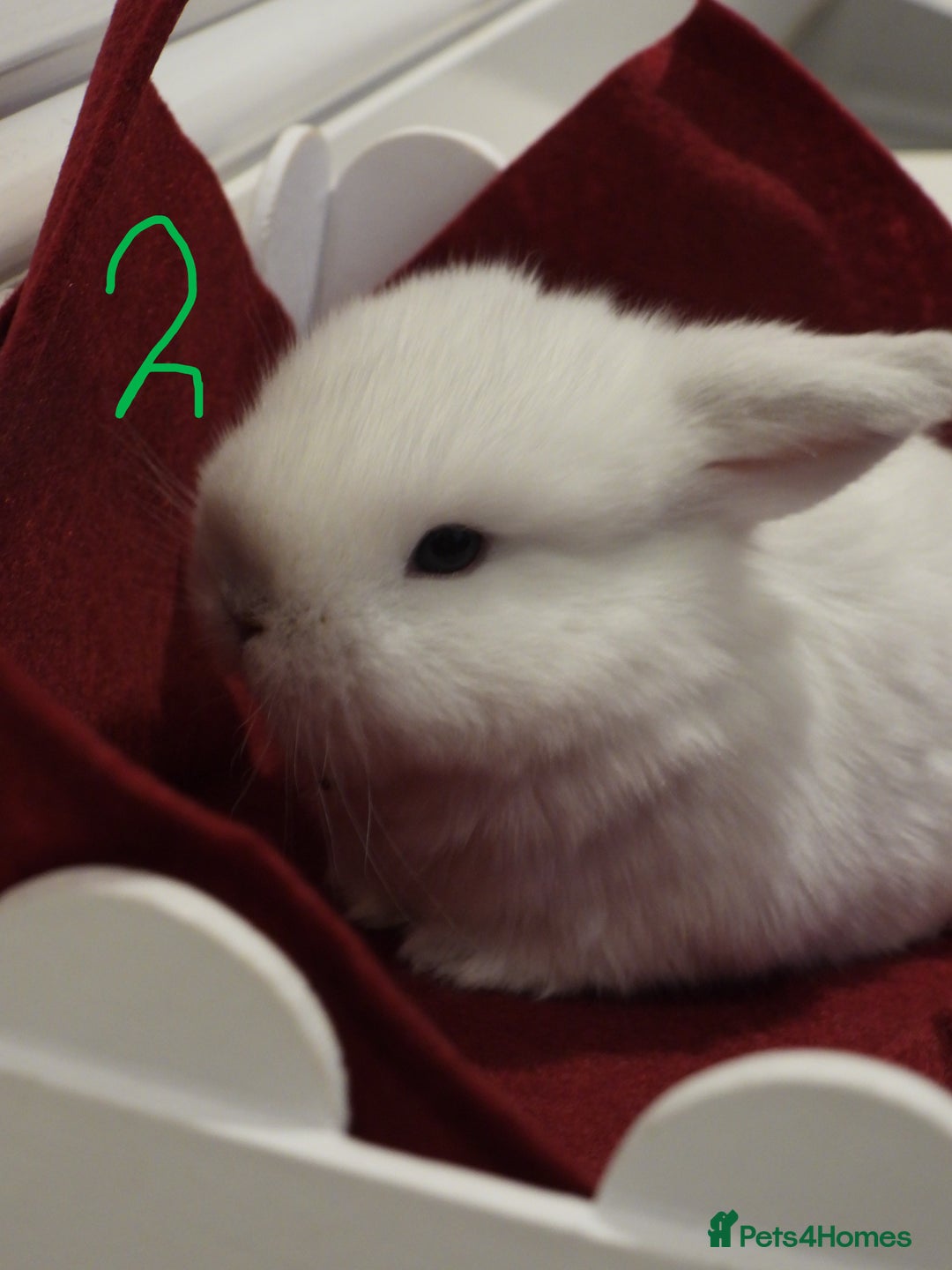 Mini Lop rabbits for sale: Adorable Purebred Baby Mini Lops - Image 15