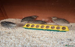 Mixed Breed birds for sale: Coturnix quail free to good home  in Middlesbrough - Image 8