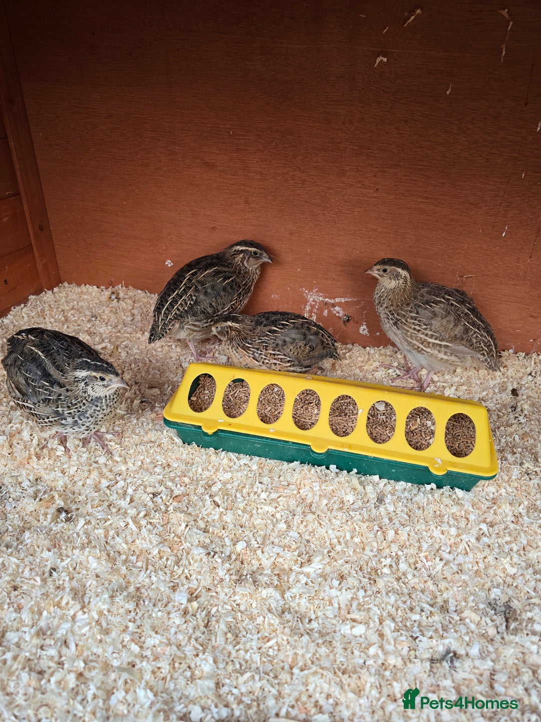 Mixed Breed birds for sale: Coturnix quail free to good home  in Middlesbrough - Image 8