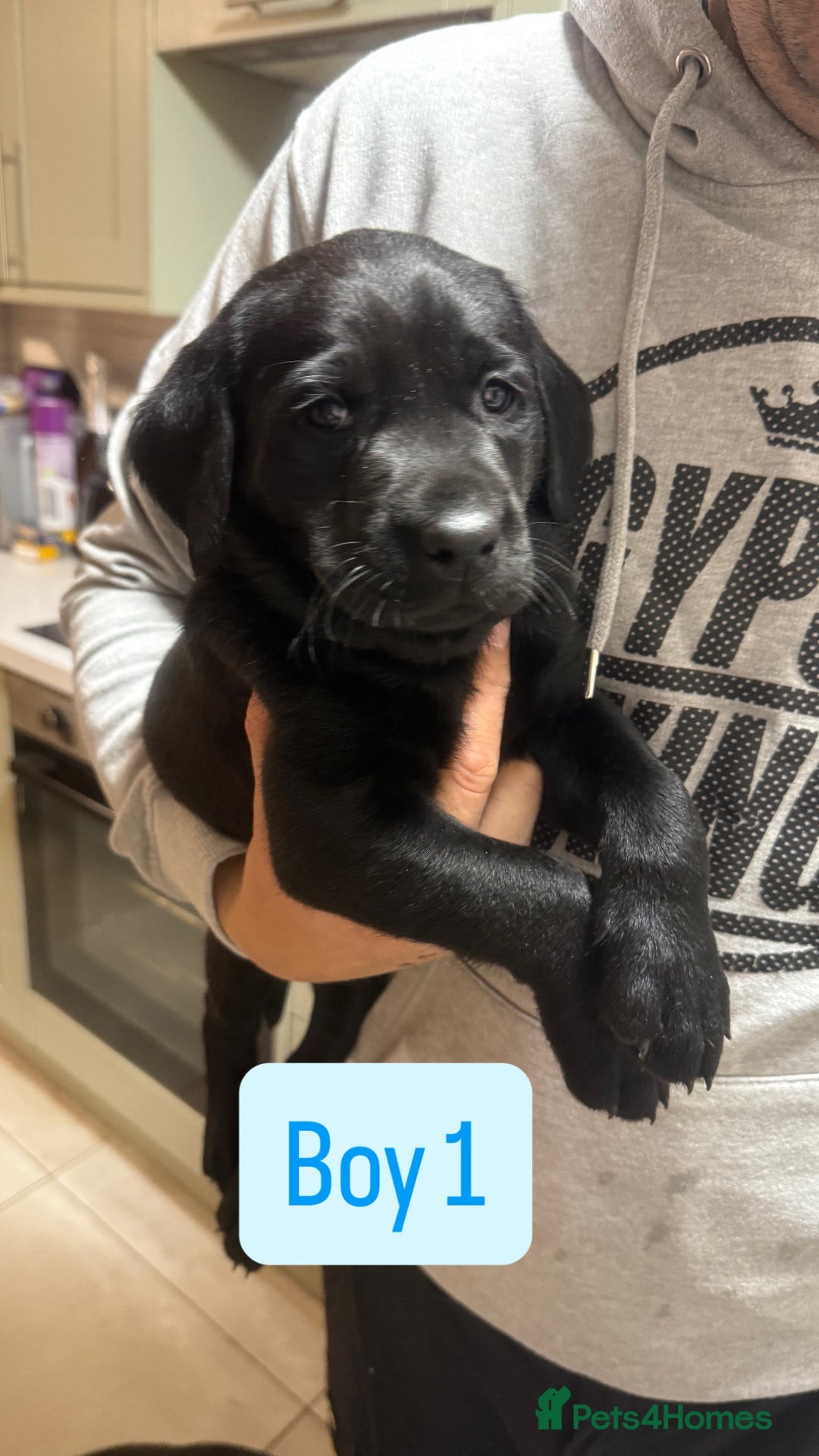 Labrador Retriever dogs for sale: Labeador pups - Advert 1