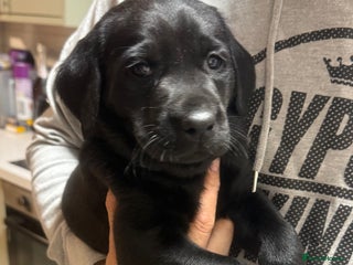 Labrador Retriever dogs Labeador pups - Advert 1