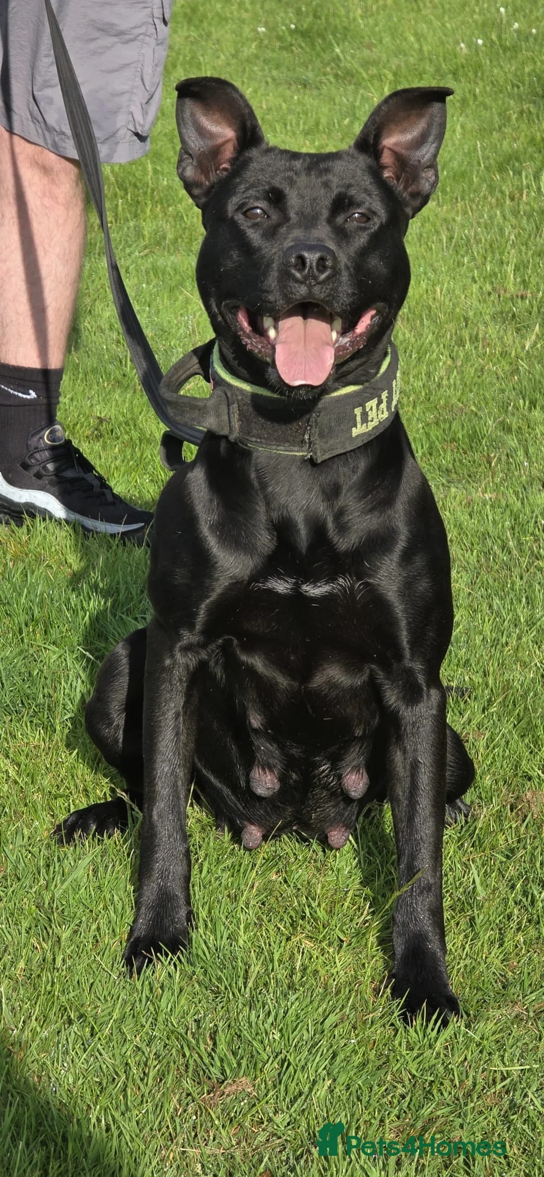 Mixed Breed dogs for sale: Dutch Herder X F1 Bull Herder puppies - Advert 2