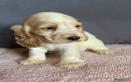 Cocker Spaniel dogs for sale: Outstanding KC Show Cockers 🐾 - Image 12