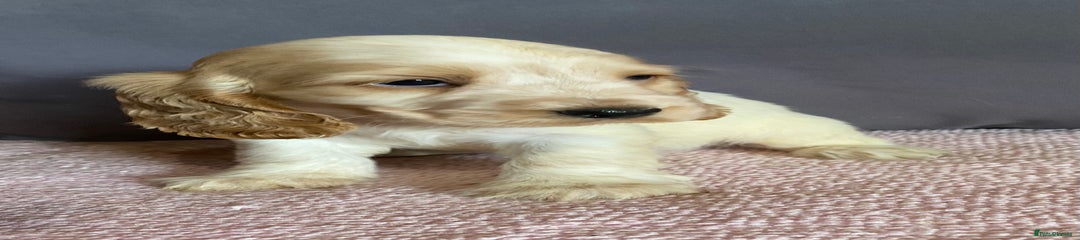 Honey (lemon roan) 