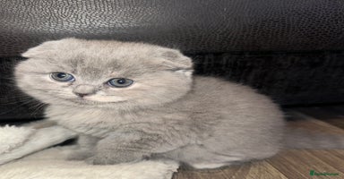 Scottish Fold cats 🐾Beautiful Scottish Fold Kittens 🐾 - Advert 12