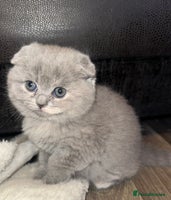 Scottish Fold cats 🐾Beautiful Scottish Fold Kittens 🐾 - Advert 4