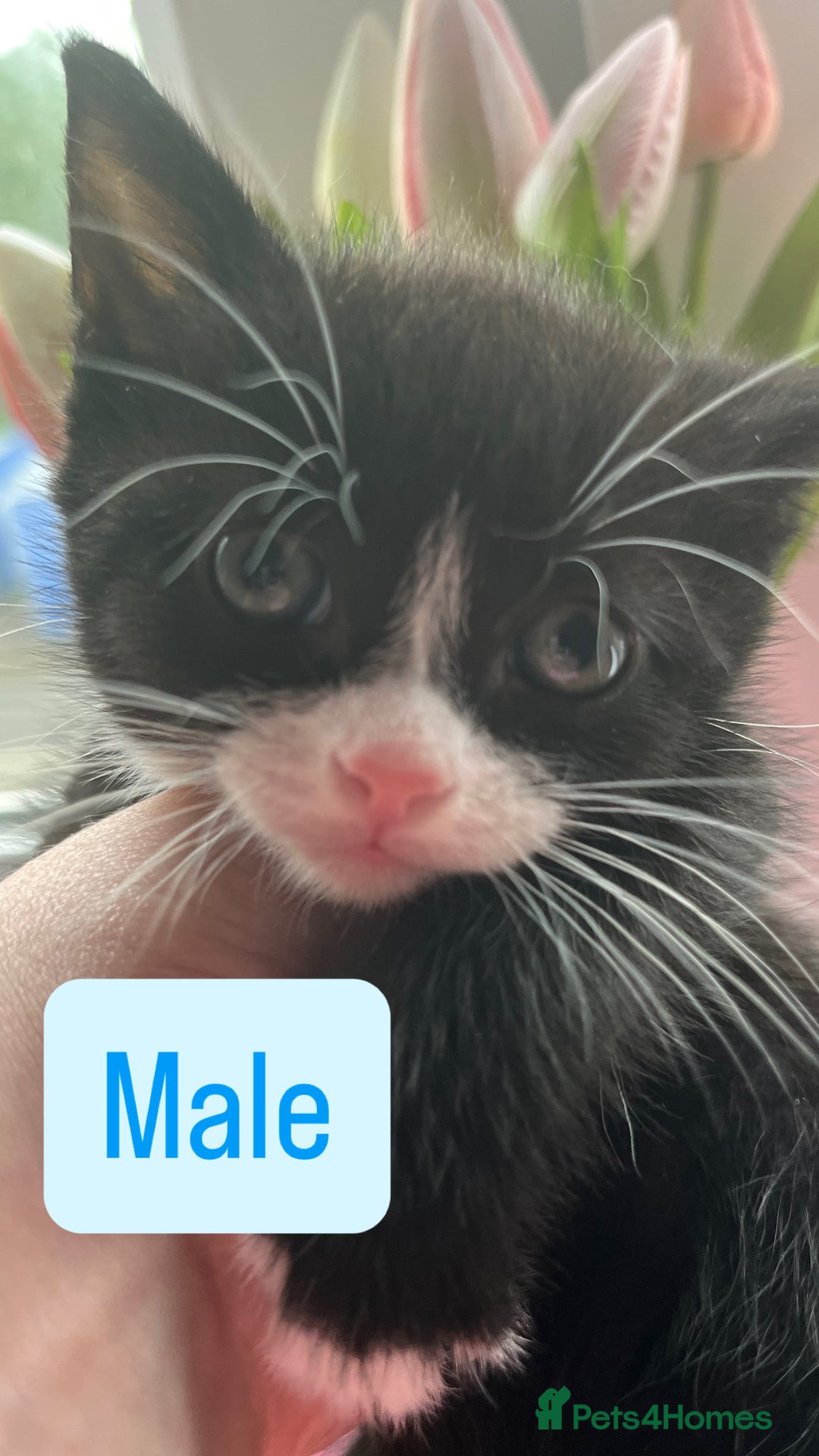 Mixed Breed cats for sale: Two handsome males and one stunning female kitten - Image 2