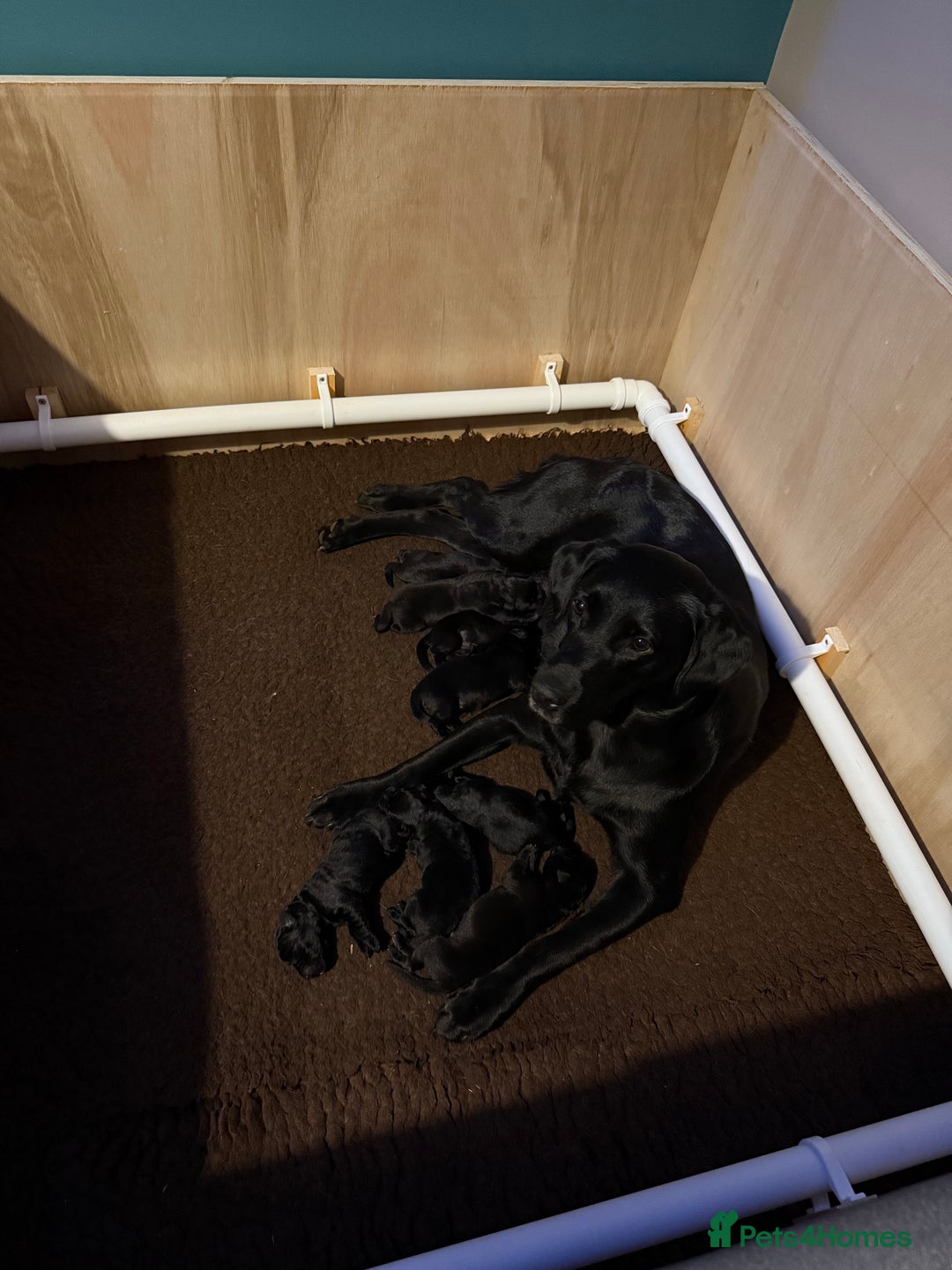 Labrador Retriever dogs for sale: Gorgeous Black Lab Pups - Image 4