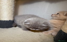 Scottish Fold cats for sale: 3 Adorable Scottish Fold Kittens🩷💙🩷 - Image 32