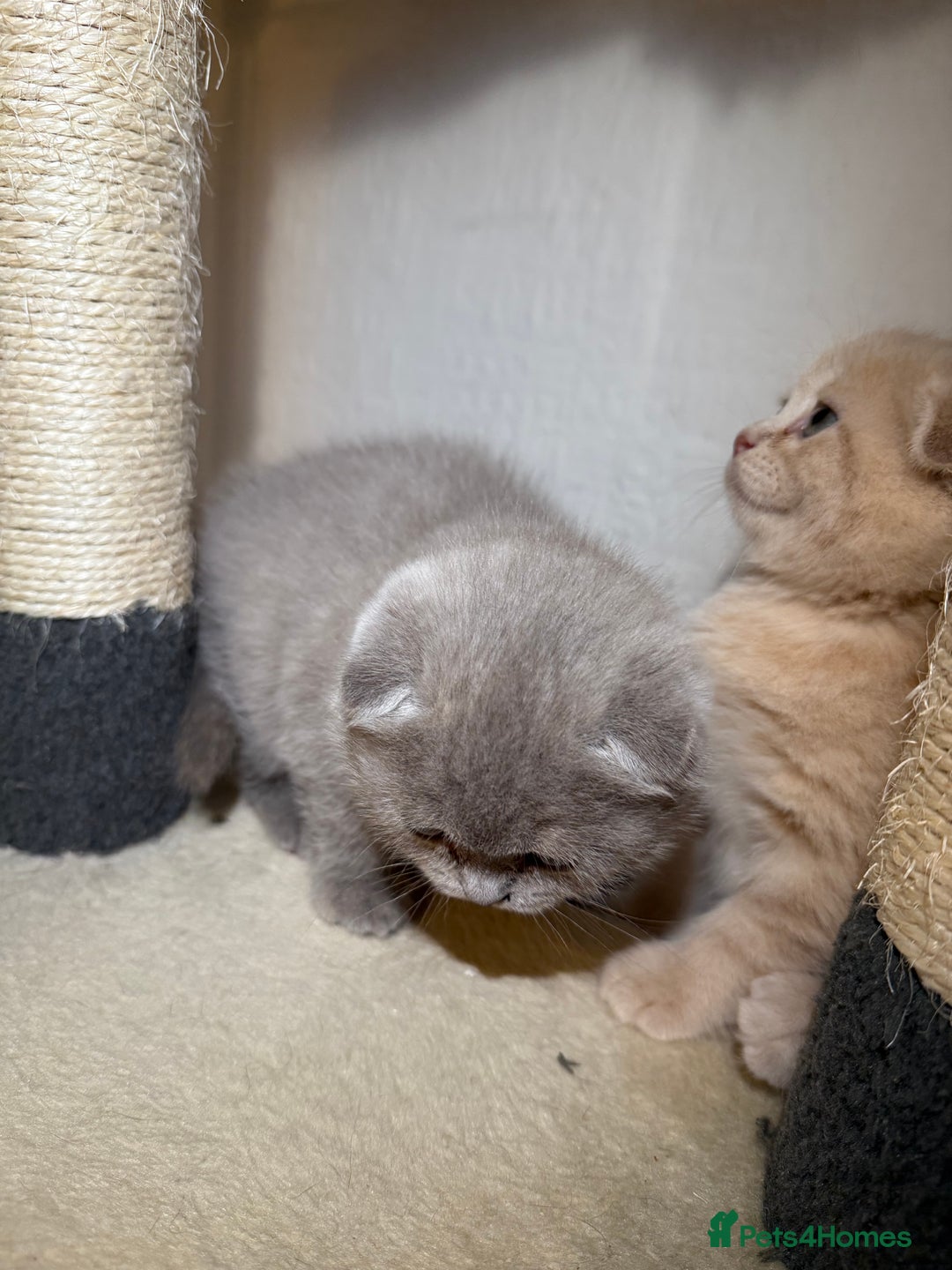 Scottish Fold cats for sale: 3 Adorable Scottish Fold Kittens🩷💙🩷 - Image 32