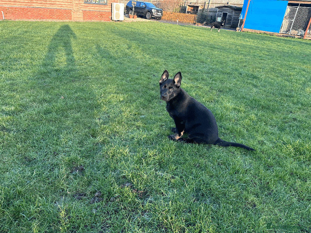 German Shepherd dogs for sale: ONE EXCLUSIVE FEMALE GSD PUP, HOME RARED AND BRED. - Advert 30