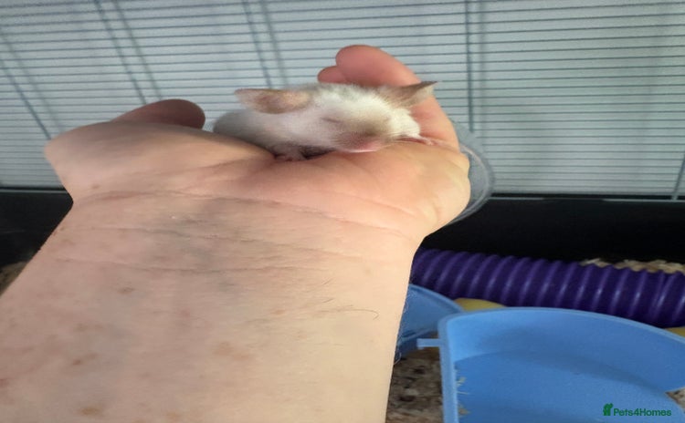 Mouse rodents - Advert 1