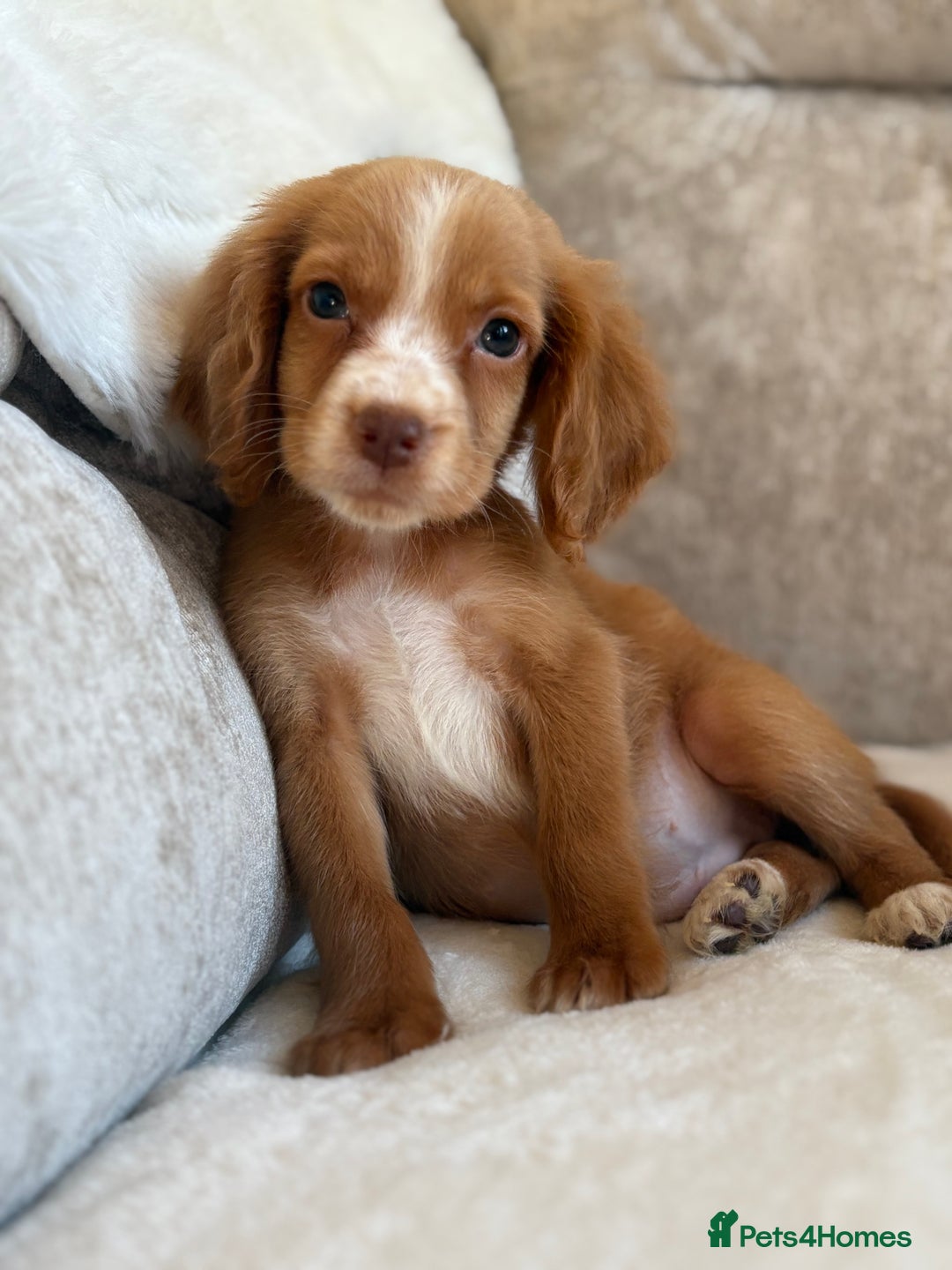 Cocker Spaniel dogs for sale: Stunning cocker spaniel puppies  - Advert 1
