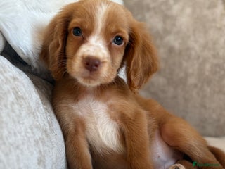 Cocker Spaniel dogs Stunning cocker spaniel puppies - Advert 10