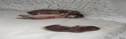 Chihuahua dogs for sale: Three stunning long coat puppies  - Advert 9