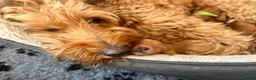 Double Doodle dogs for sale: Doubledoodle puppies  - Advert 4