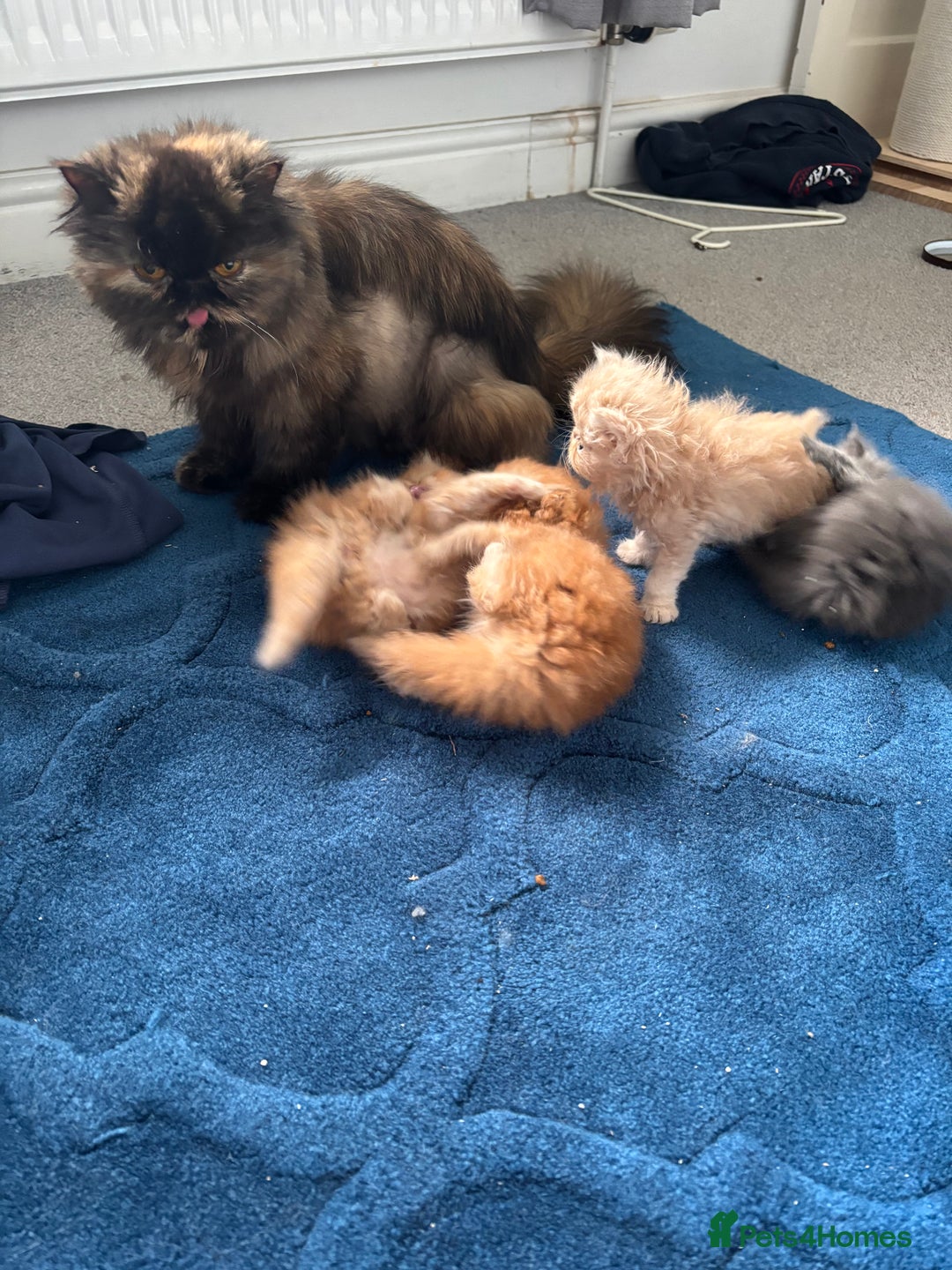 Persian cats for sale: Stunning Persian babies  - Image 8