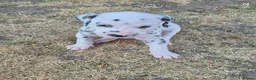 Dalmatian dogs for sale: Litter of pure Dalmatian puppies - Advert 13