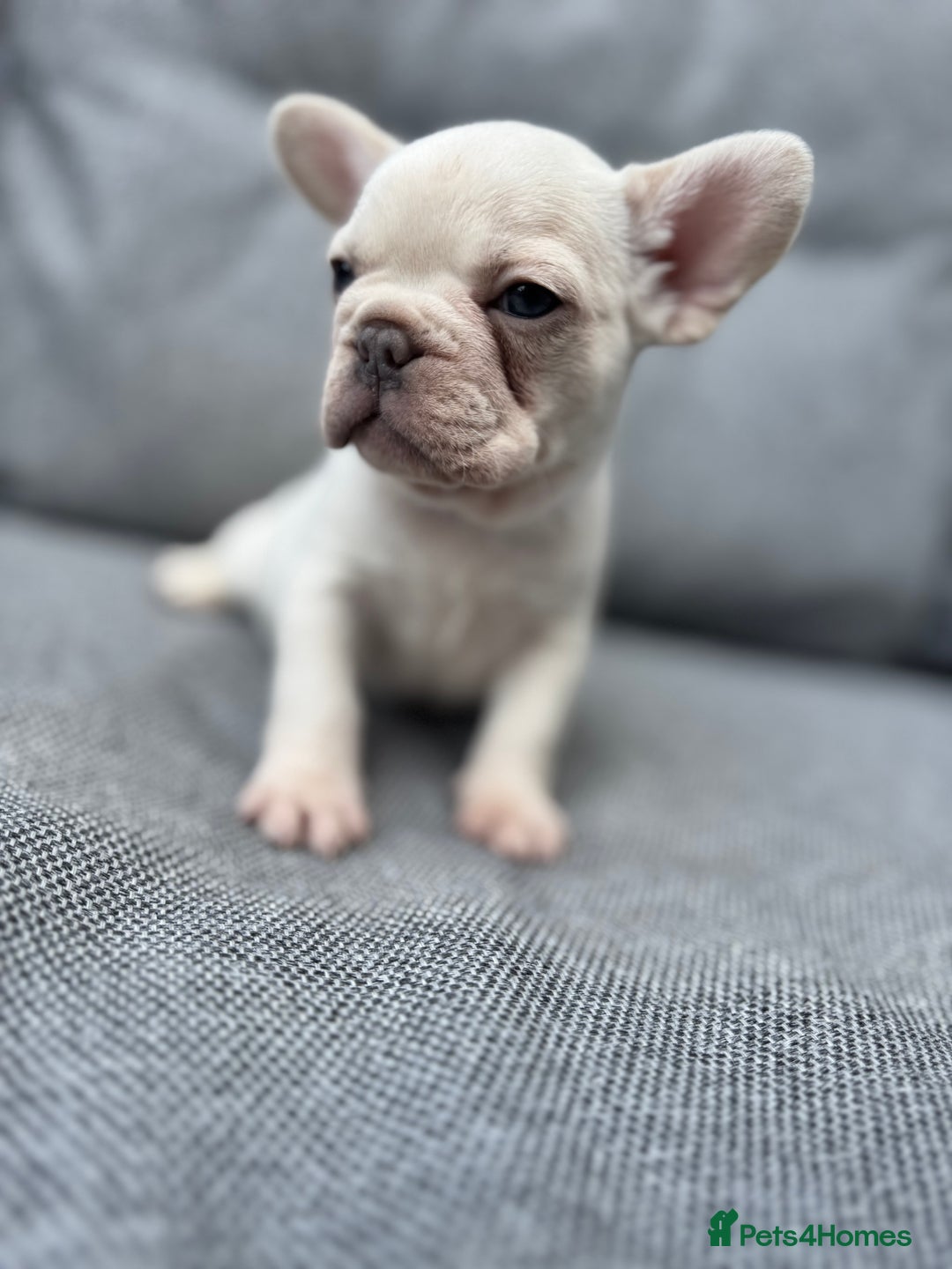 French Bulldog dogs for sale: French bulldog puppies health tested, ready  - Image 4