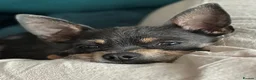 Chihuahua dogs for sale: Chihuahua BOY 2 YEAR OLD - Advert 3