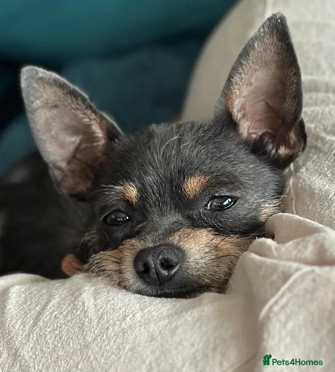 Chihuahua dogs for sale: Chihuahua BOY 2 YEAR OLD - Advert 3
