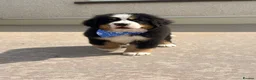 Bernese Mountain Dog dogs for sale: Kc Bernese mountain pups  - Advert 11