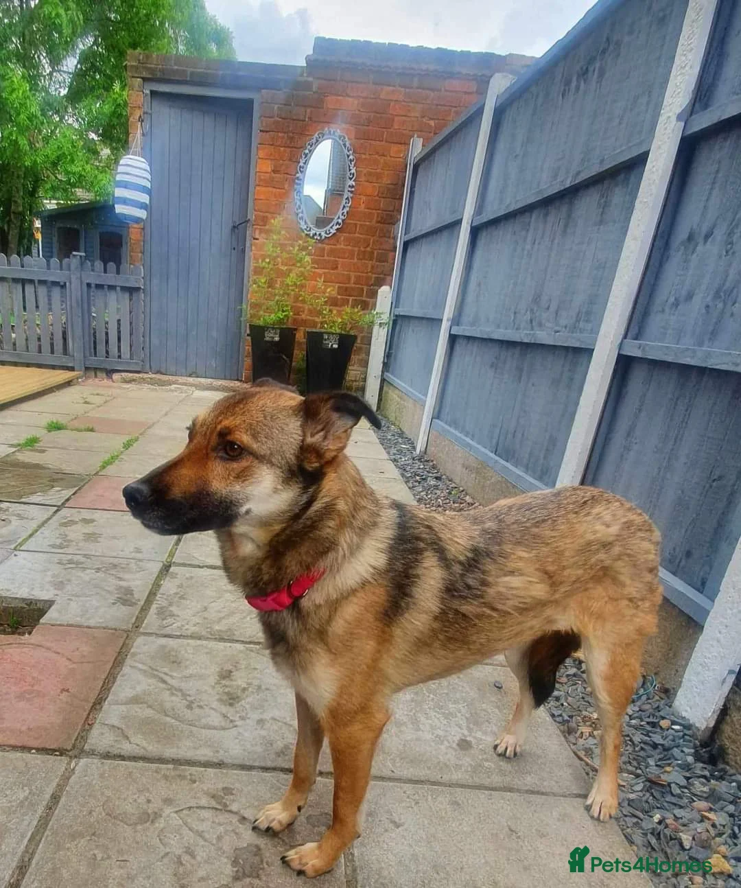 Mixed Breed dogs for adoption: Meet Annette, currently residing in West Midlands  in Tipton - Advert 2