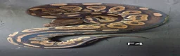 Python Snake reptiles for sale: Royal Pythons Male and Females  - Advert 5