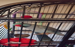 Ringnecks birds for sale: Ringneck Parrot. Rare Blue Colour & Cage - Advert 5