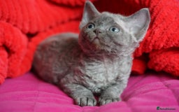 Devon Rex cats for sale: 💙 Devon Rex Female Kitten Available 💙 - Image 15