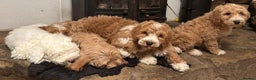 Australian Labradoodle dogs for sale: Australian Labradoodles for Sale - Advert 5