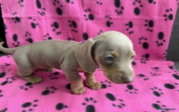 Miniature Dachshund dogs for sale: Gorgeous miniature dachshund puppies - Image 17